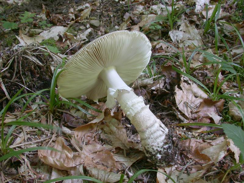 Amanita